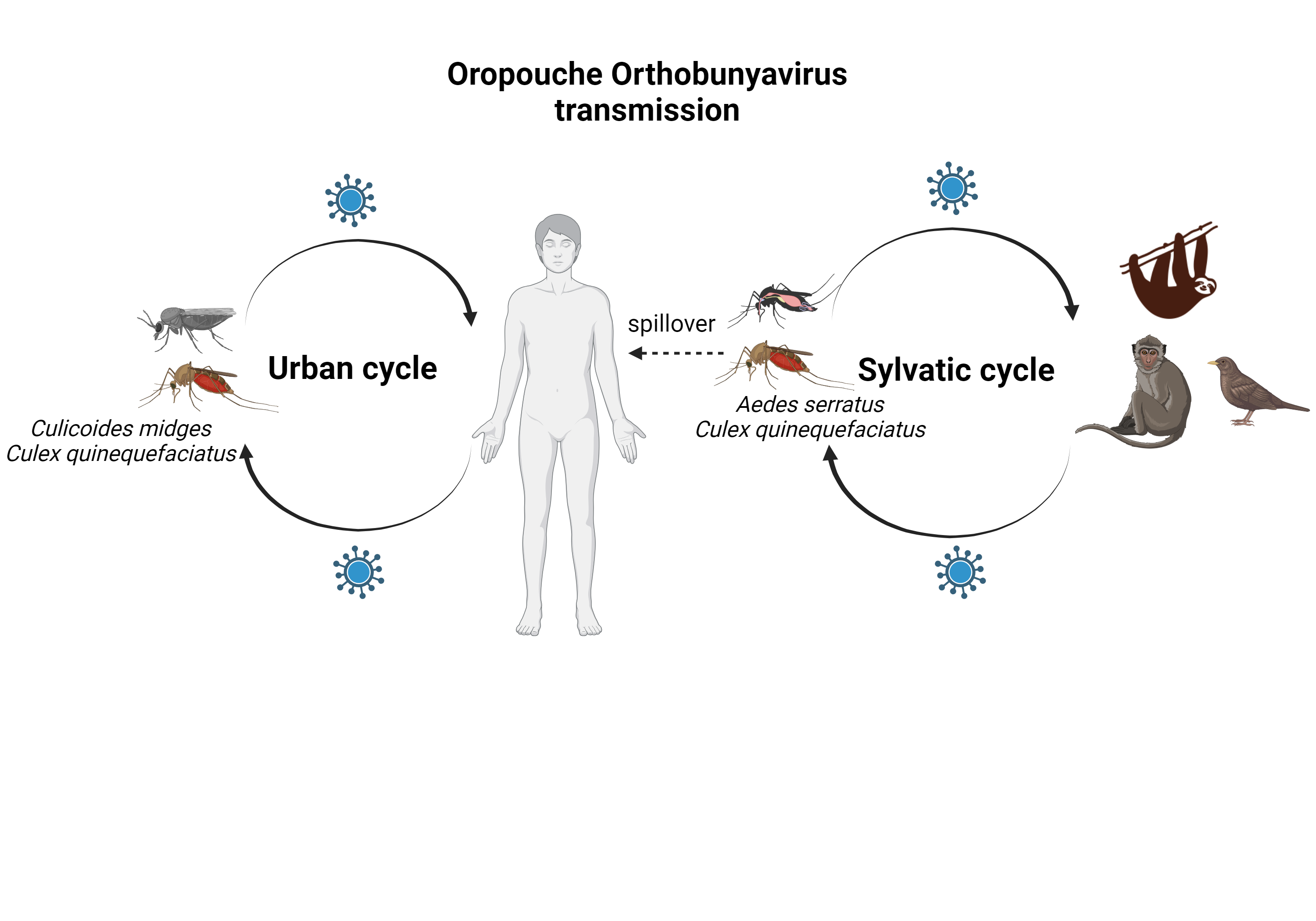 Orph Infection VirusBank
